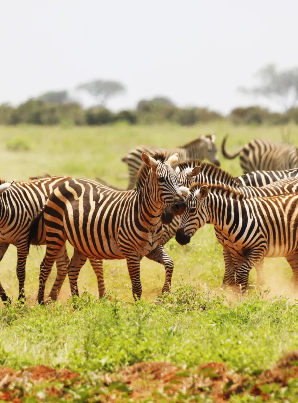 group-zebras-grazing-tsavo-east-national-park-kenya-africa