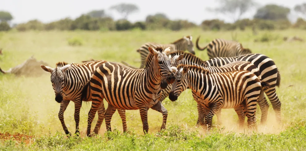 group-zebras-grazing-tsavo-east-national-park-kenya-africa