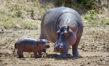 hippo-family-national-park-kenya-Banok Safaris ltd