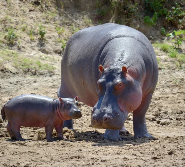 hippo-family-national-park-kenya-Banok Safaris ltd