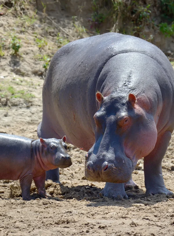 hippo-family-national-park-kenya-Banok Safaris ltd
