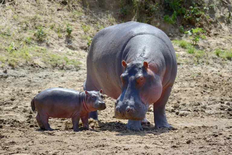 hippo-family-national-park-kenya-Banok Safaris ltd