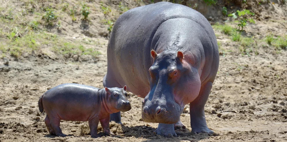 hippo-family-national-park-kenya-Banok Safaris ltd