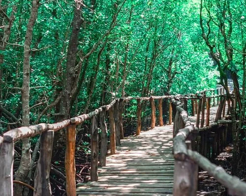 jozan-forest- Banok Safaris ltd