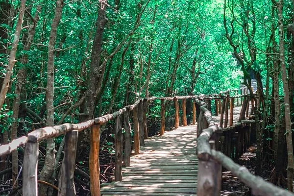 jozan-forest- Banok Safaris ltd