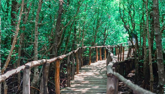 jozan-forest- Banok Safaris ltd