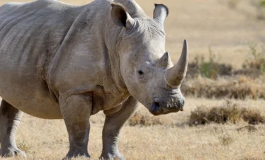 6 Days Safari Chobe National Park & Okavango Delta