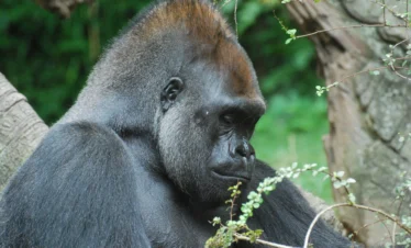 15 Days Primate Wildlife Safari to Jinja, Murchison falls National Park, kibale National Park, Queen Elizabeth National Park, and Bwindi Impenetrable National Park.