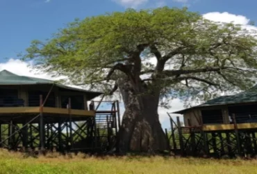 Tarangire Kuro Treetops Lodge-Banok Safaris Limited