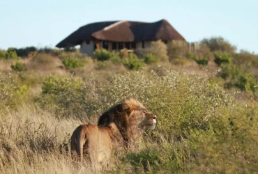 Tau Pan Camp-Banok Safaris Limited