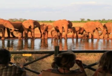 Voi Wildlife Lodge- Banok Safaris Limited